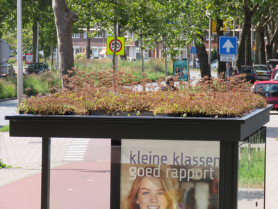 847156 Afbeelding van het 'sedumdak' op de abri van een bushalte bij Station Utrecht Zuilen (Cartesiusweg) te ...